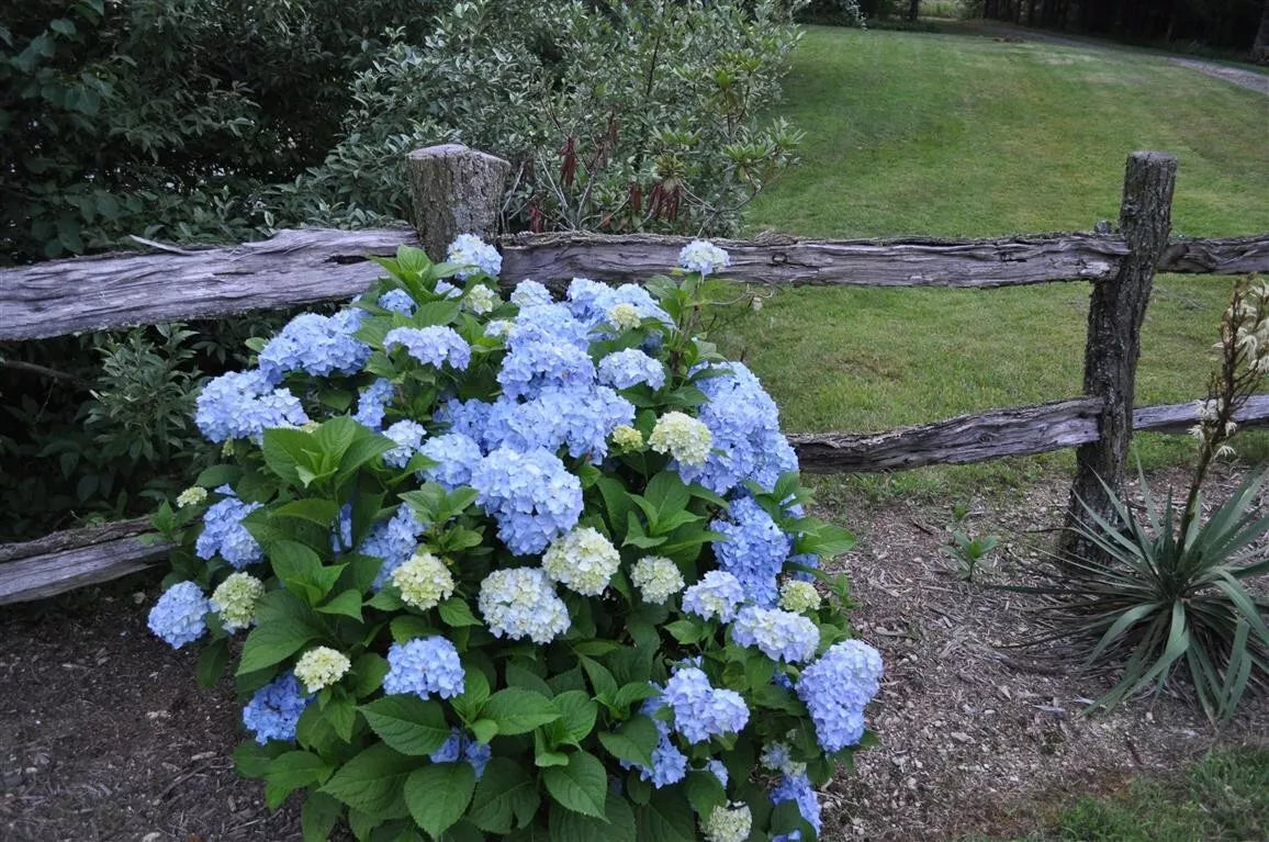 Nikko Blue Hydrangea Plant 4'' Pot - Vibrant Blue Flowers, Low-Maintenance Garden Shrub