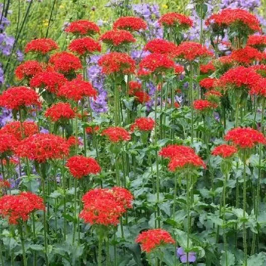 Maltese Cross Seeds - 1000 Seeds - Perennial Pollinator Attractor - Lychnis chalcedonica - Bright Red & Orange Flowers