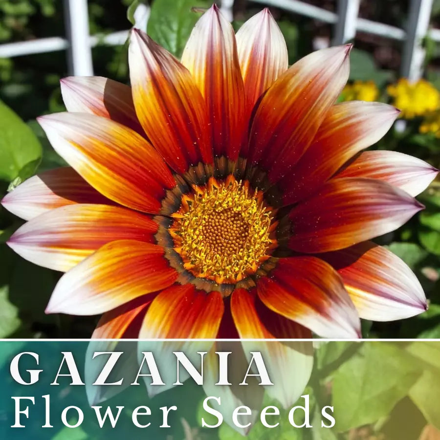 Gazania Seeds - Ruby Sunset Flower Seeds - Non-GMO Gazania rigens - Vibrant Red & Yellow Blooms for Gardens & Containers