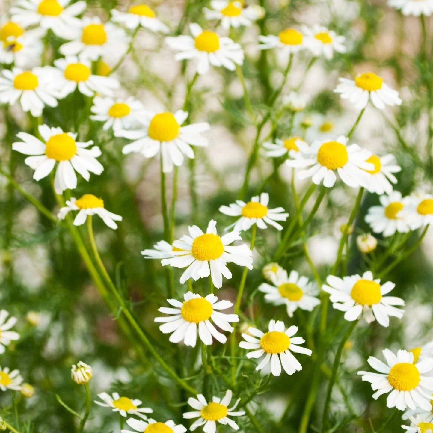 German Chamomile Seeds - Organic Herb Seeds for Home Garden, Matricaria Chamomilla, 200+ Seeds, Easy to Grow