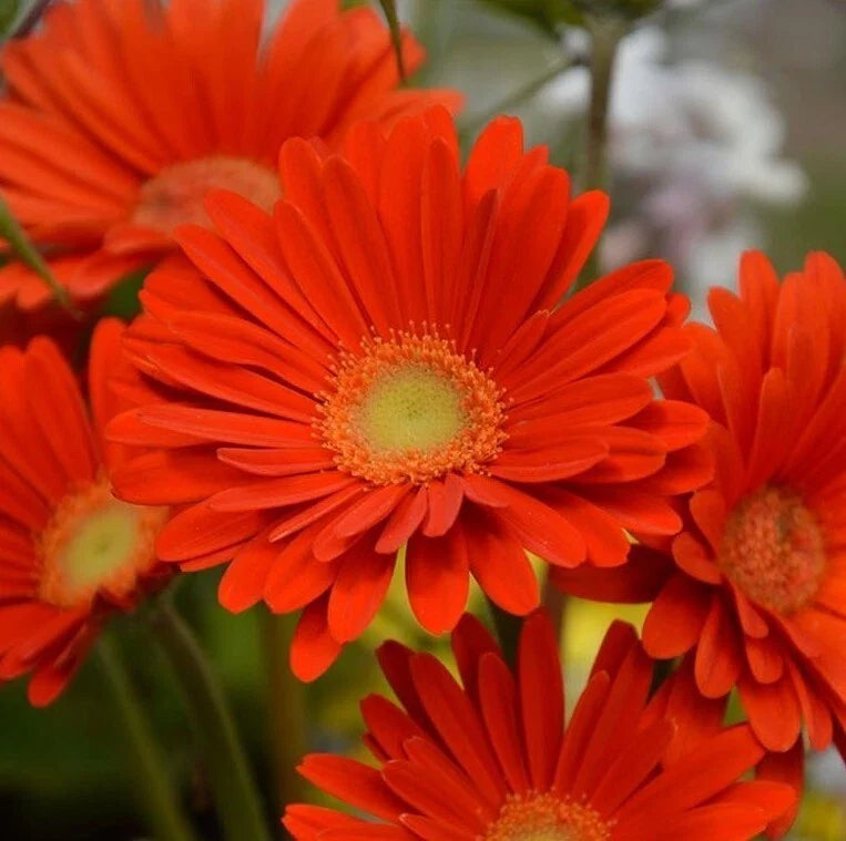 Gerbera Sweet Love Daisies Live Plant 3-5" Pink Blooms Gerbera jamesonii No Pot