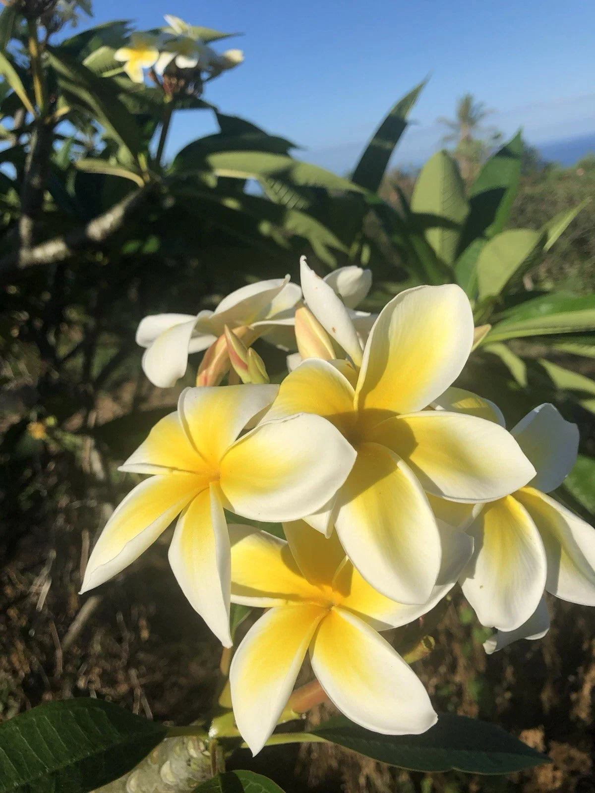 Yellow Plumeria Cutting - 10-Inch Rooted Frangipani - Hawaiian Grown Plumeria rubra for Tropical Gardens