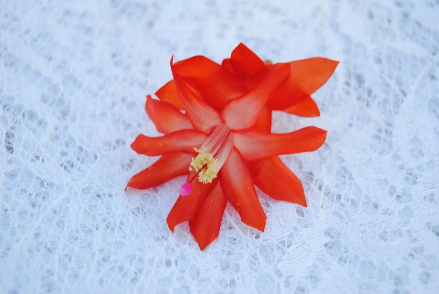 Christmas Cactus Starter Plant - Small Healthy Schlumbergera Truncata Malibu Variety
