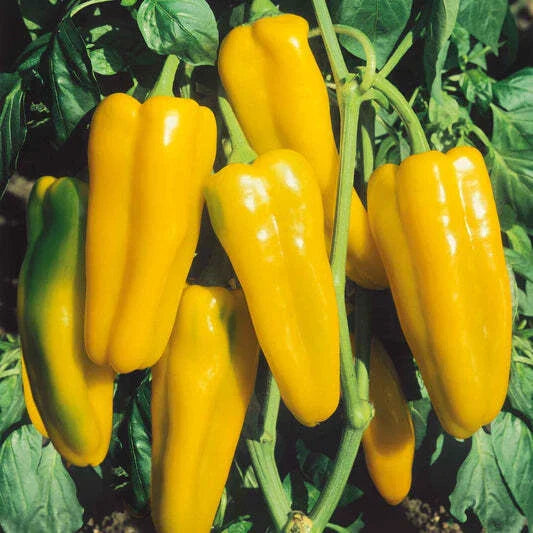 Golden Marconi Sweet Pepper Seeds - 50+ Non-GMO Capsicum annuum Seeds - USA Shipping