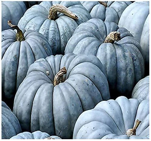 Jarrahdale Blue Pumpkin Seeds 20 Pack | Cucurbita Maxima Heirloom Variety for Edible & Ornamental Gardens