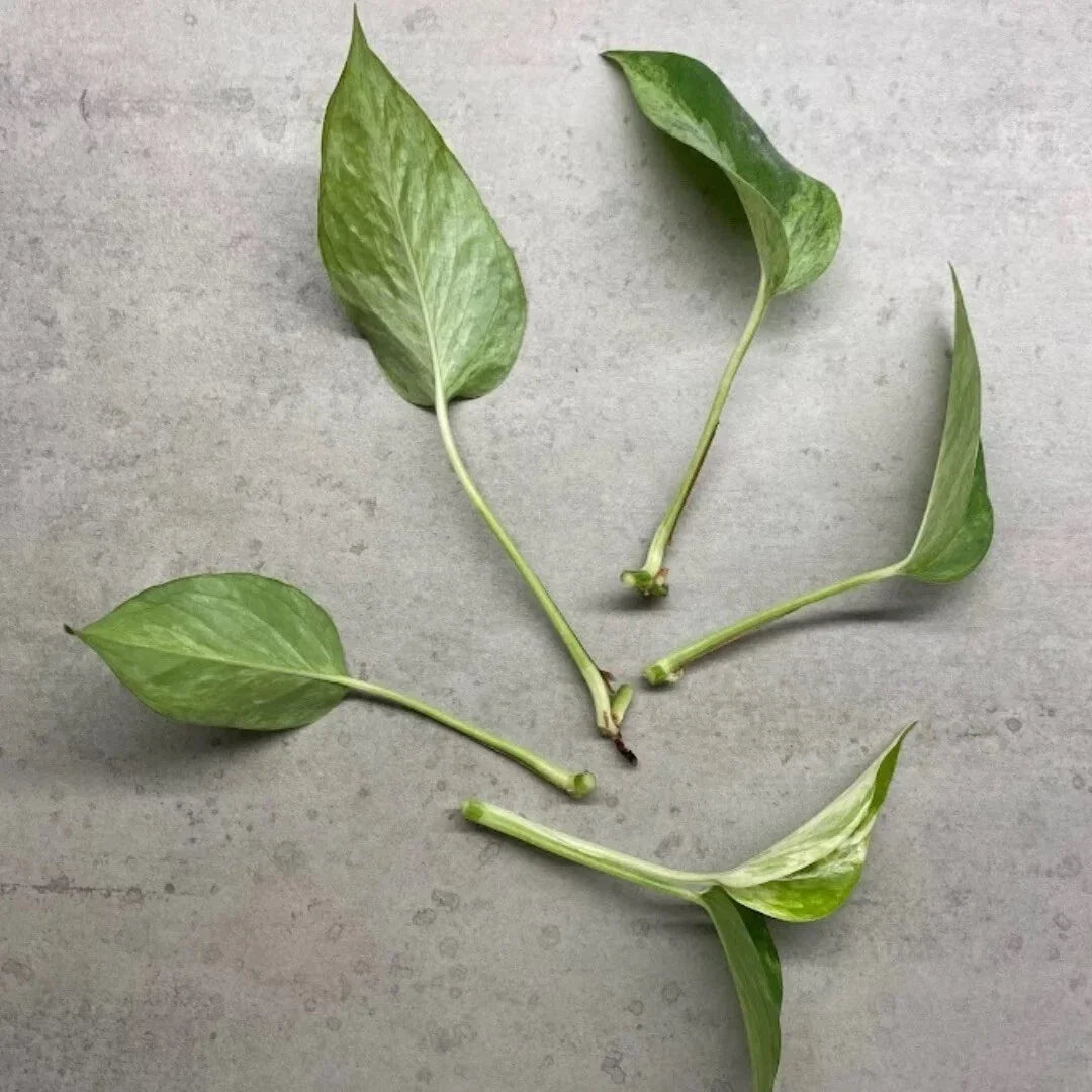Marble Queen Pothos Cuttings - 4 in Sphagnum Moss - Epipremnum aureum 'Marble Queen' Indoor Plant Propagation