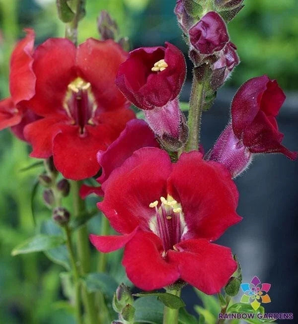 Chantilly Velvet Snapdragon Seeds - 1000+ Antirrhinum majus for Garden, Borders, Containers, Attracts Pollinators, USA Grown