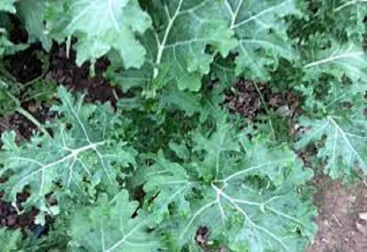 Premium Organic White Russian Kale Seeds - Heirloom Brassica oleracea for Home Gardening