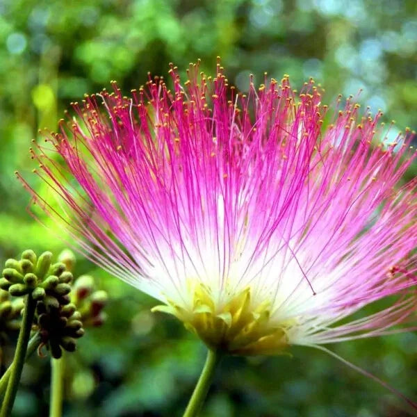 Pink Mimosa Tree Cuttings Lot of 30 – Unrooted 7-8 Inch Albizia julibrissin for Pollinators