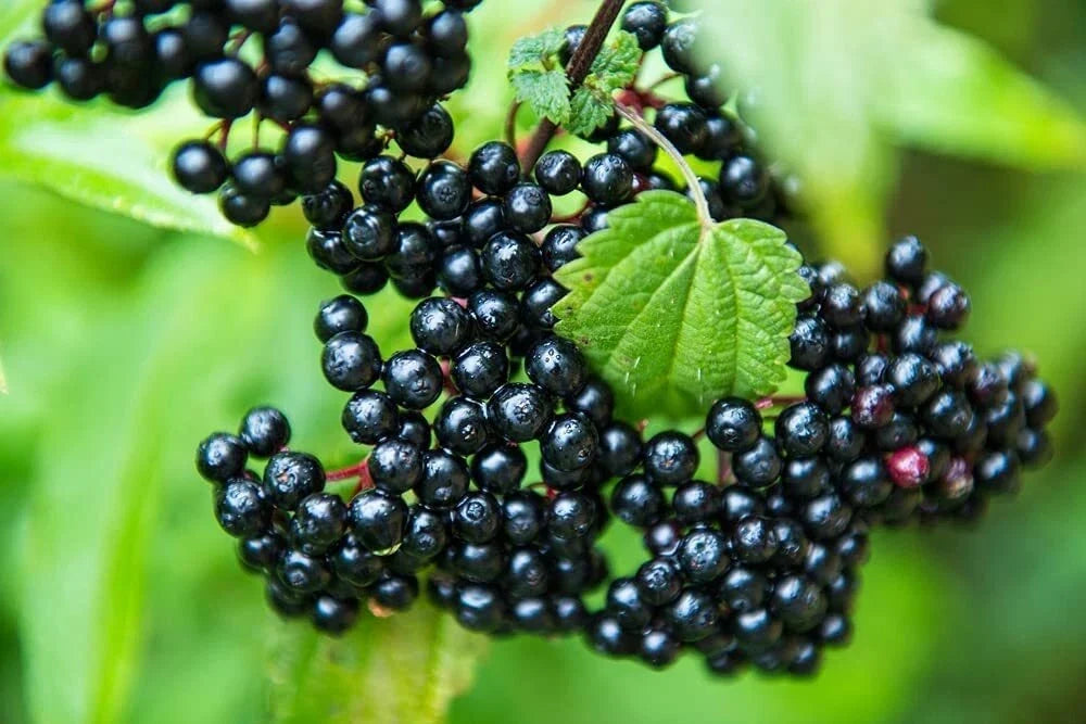 Elderberry Cutting - Anita's Best Black - Sambucus nigra - Black Bearing Elderberry for Garden, Fruit, and Pollinator Attracting Plants