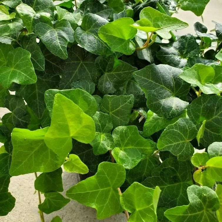 Neon Pothos Cuttings - 4 Fresh Lemon Lime Propagation Plants - Epipremnum aureum 'Neon' Indoor Houseplant