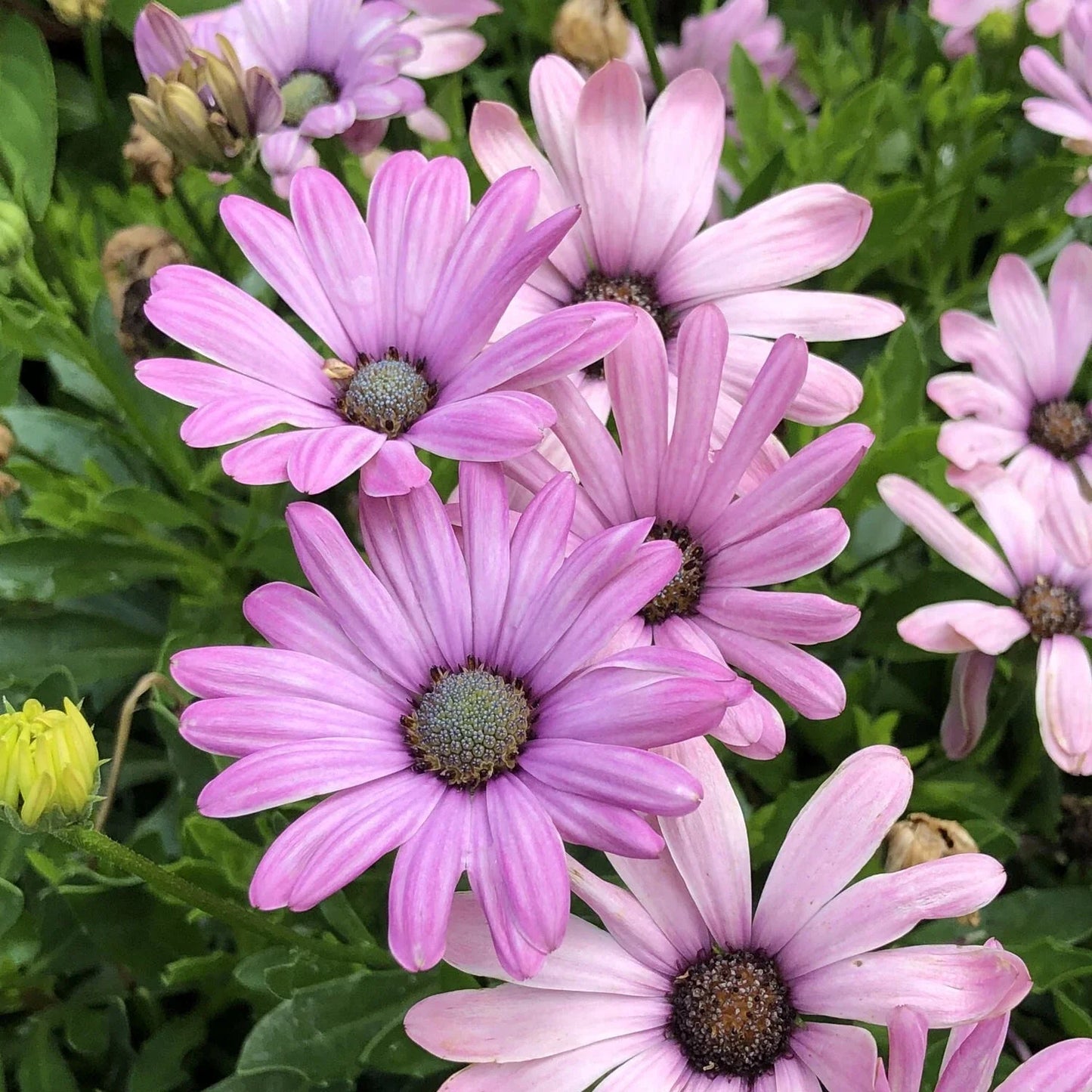 Light Purple Cape Daisy Seeds - Osteospermum ecklonis - 200+ Non-GMO Garden Flower Seeds for Borders & Containers