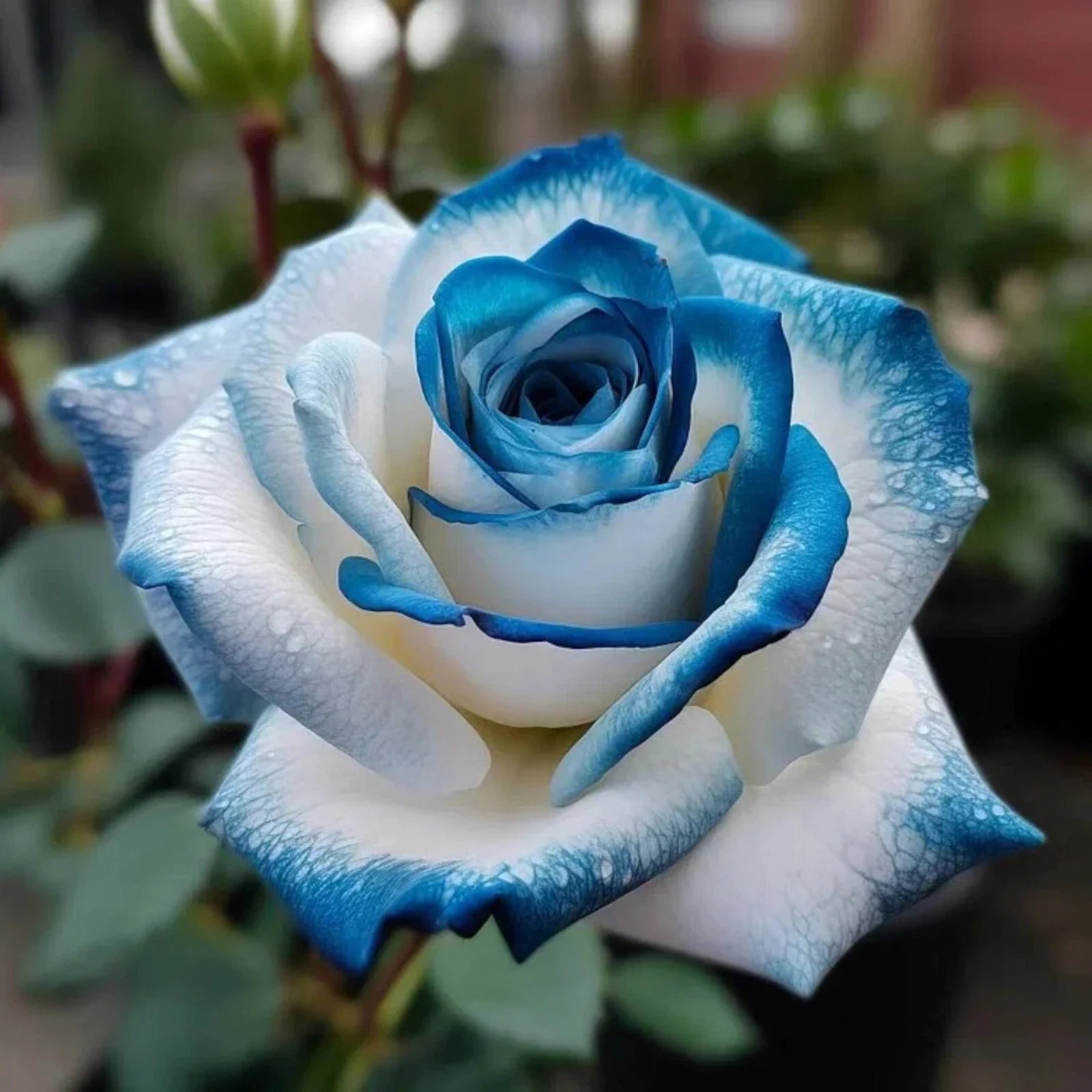 20pcs Sapphire Gem Twin Rose Seeds - Dual-Tone Blue Lavender Flowers - Rosa 'Sapphire Gem' Garden Seeds