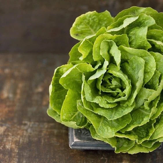 Butter Crunch Lettuce Seeds – Organic Non-GMO Open Pollinated – Lactuca sativa – Pack of 600+ Seeds for Home Garden