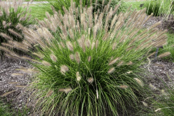 Fountain Grass Seeds - 20+ Pennisetum Alopecuroides, Hardy Ornamental Grass