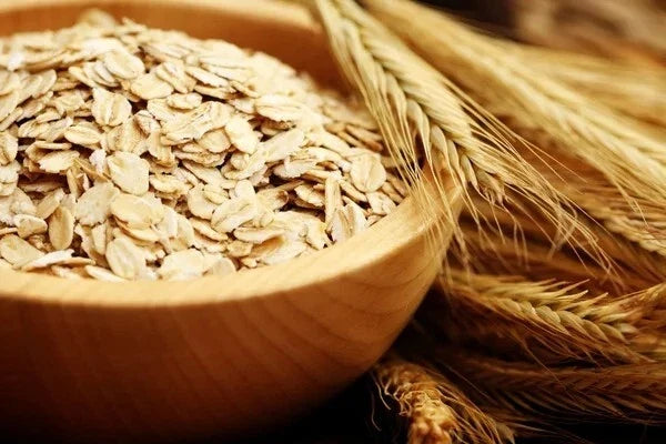 Organic Oat Seeds - Avena sativa Non-GMO Heirloom Pack of 200 for Gardening, Cover Crops, and Nutrition