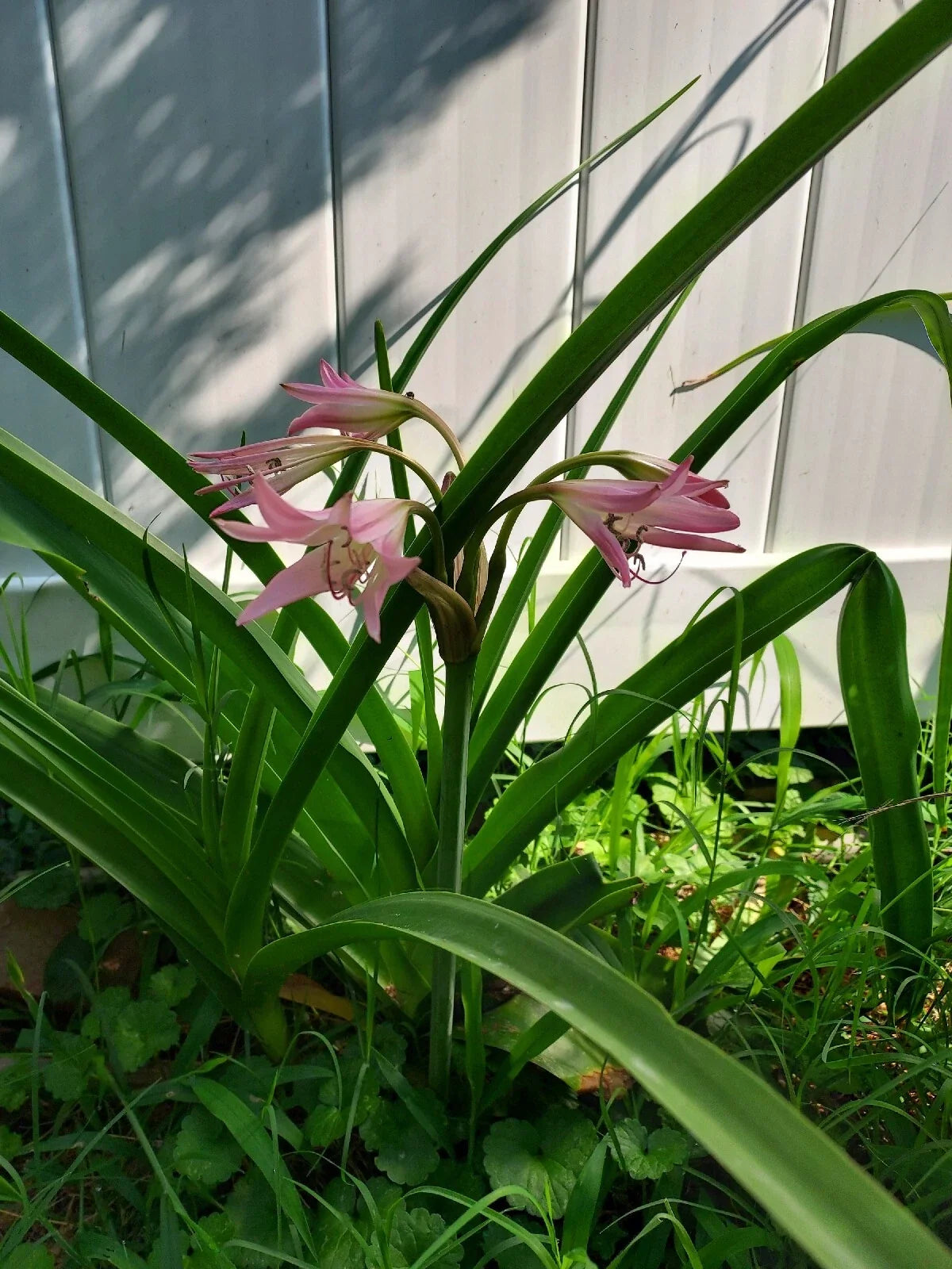 Crinum Rosea Cape Lily Bulb – Large Pink Flowering Plant – Healthy Single Bulb for Garden or Pot