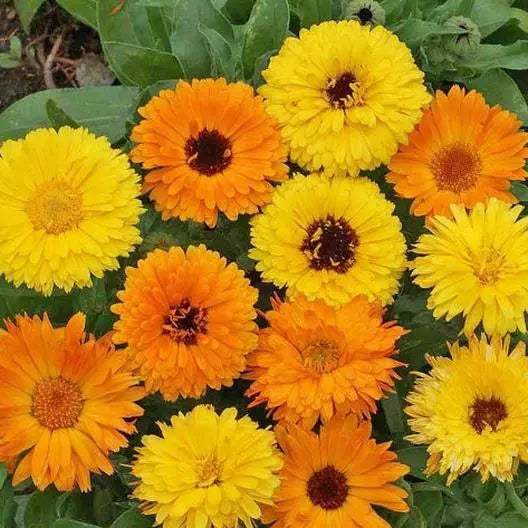 Calendula Seeds 100 Count | Pacific Beauty Mix Edible Heirloom Flowers | Calendula officinalis Seed Pack