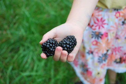 Giant Blackberry Seeds Bulk 1000 Rubus fruticosus 'Triple Crown' Medicinal Antioxidant Plant for Garden Cultivation