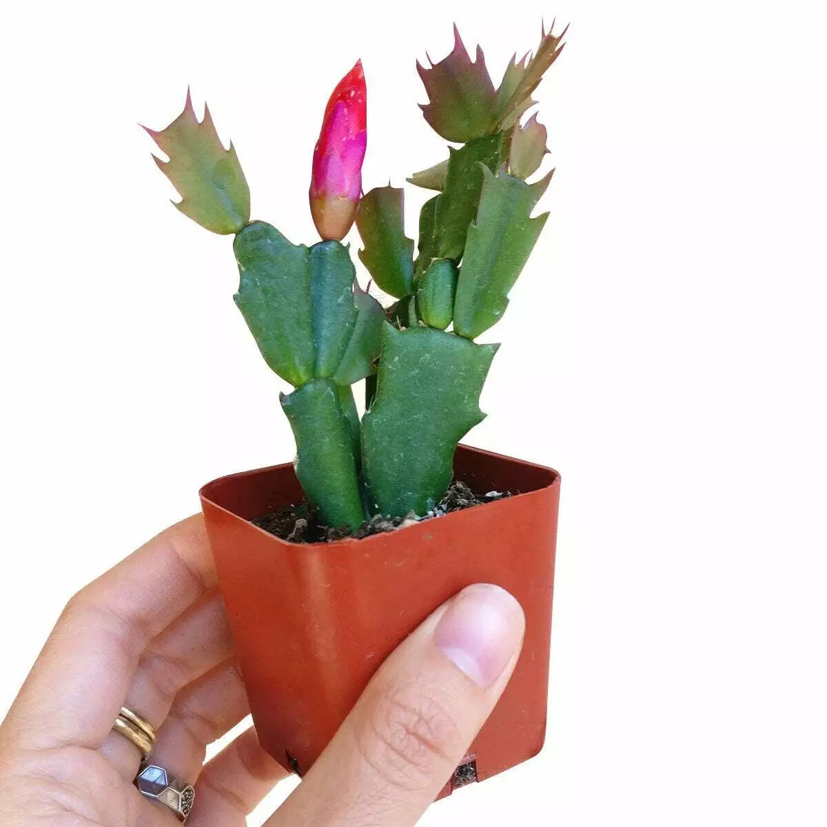 Christmas Cactus 2-Inch Potted Plant – Schlumbergera spp. Indoor Holiday Flower, Easy Care, Compact, Festive Blooms
