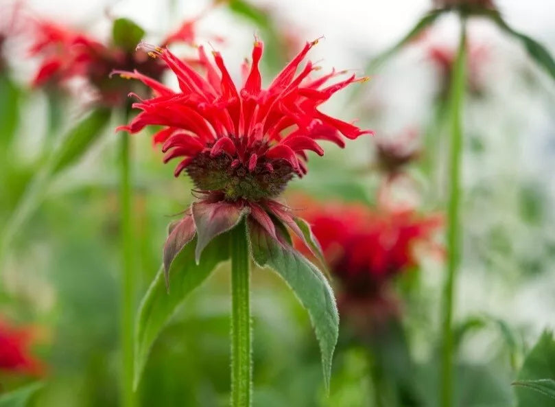 Bare Root Bee Balm Plants - Fiery Red Shades, Monarda spp., Cold Resistant Perennial for Summer & Fall Blooms