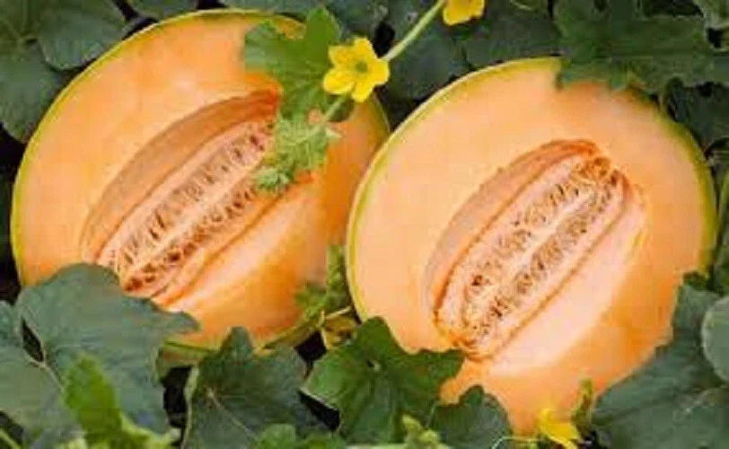 Premium Heirloom Cantaloupe Seeds - Delicious 51 Variety for Home Gardening