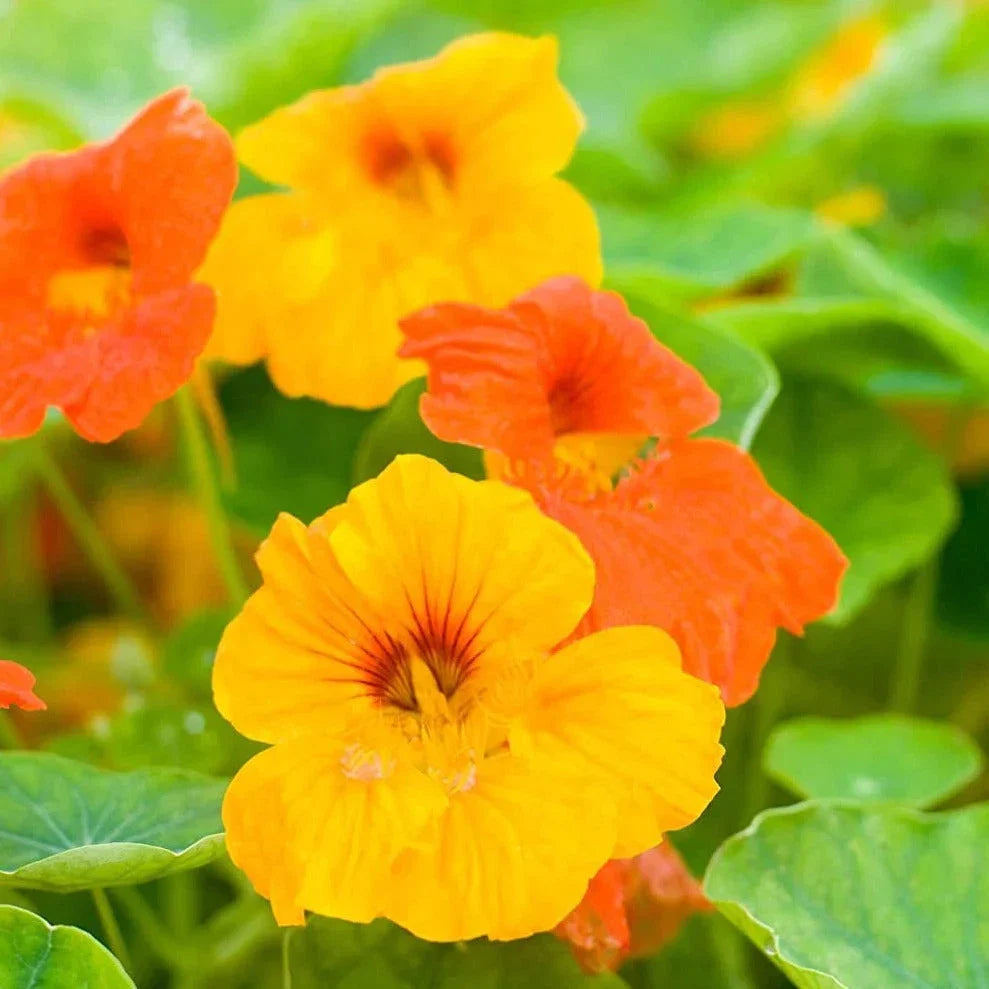 Dwarf Jewel Mix Nasturtium Seeds – Tropical Garden Variety – Edible Flowers, Vibrant Colors – Tropaeolum majus, USA Grown