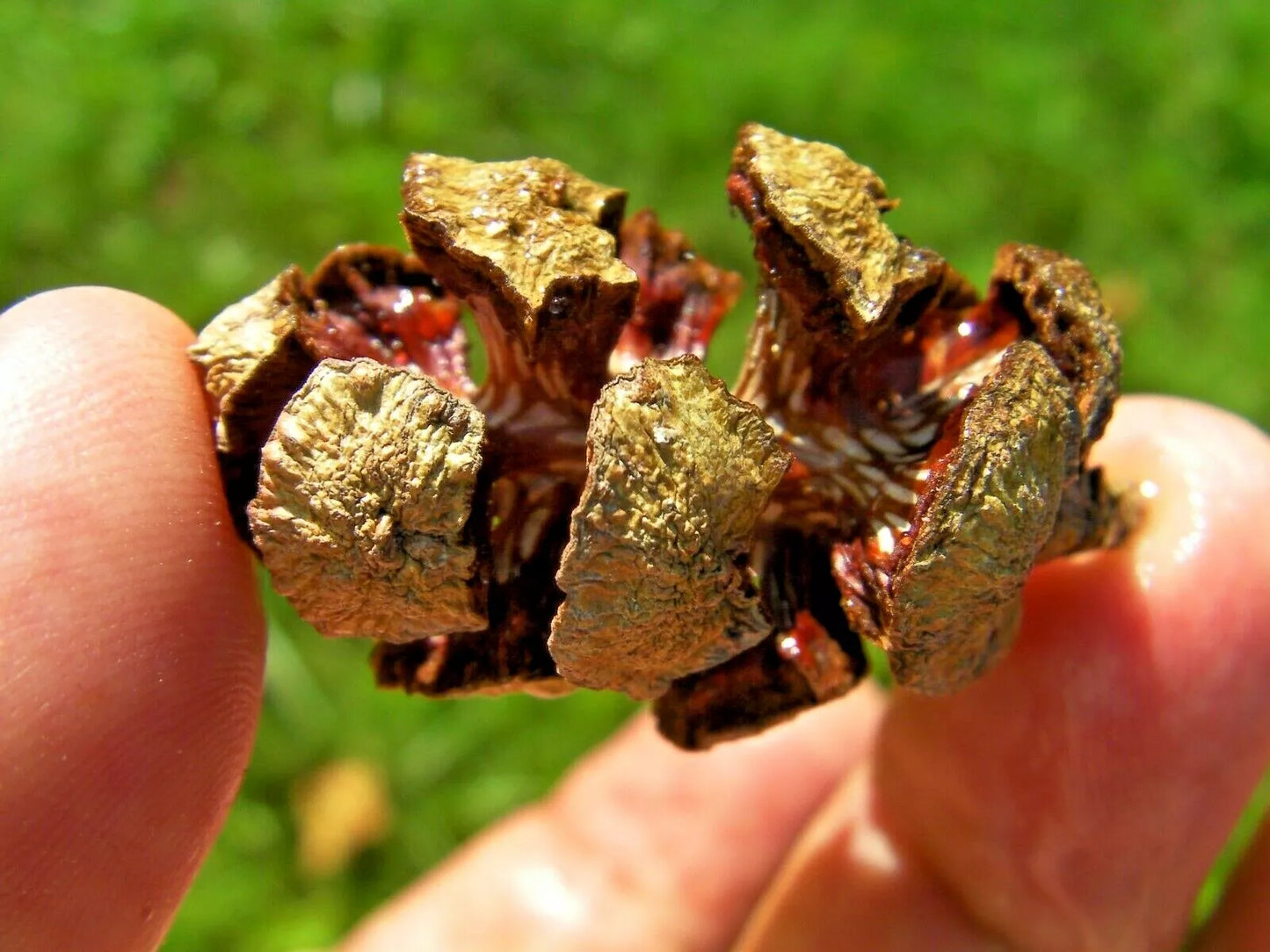 Italian Cypress Pods - 10 Count Natural Craft Materials - Cupressus sempervirens