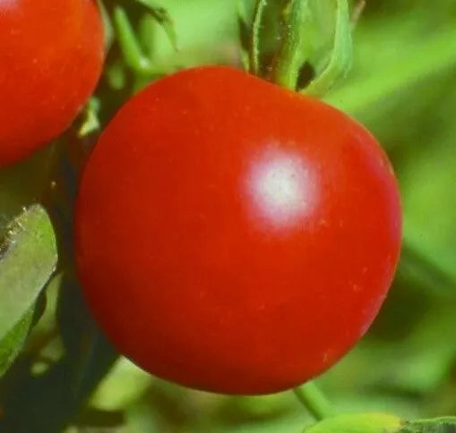 Siberian Tomato Seeds - 50+ Determinate Seeds for Cool Season Gardens | Solanum lycopersicum
