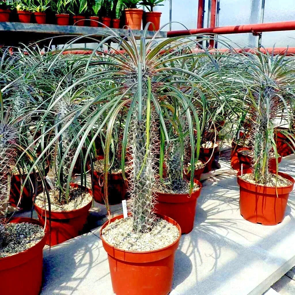 Pachypodium geayi Seeds | Rare Madagascar Palm Tree Succulent | Exotic Cactus Plant for Indoor & Outdoor Gardens