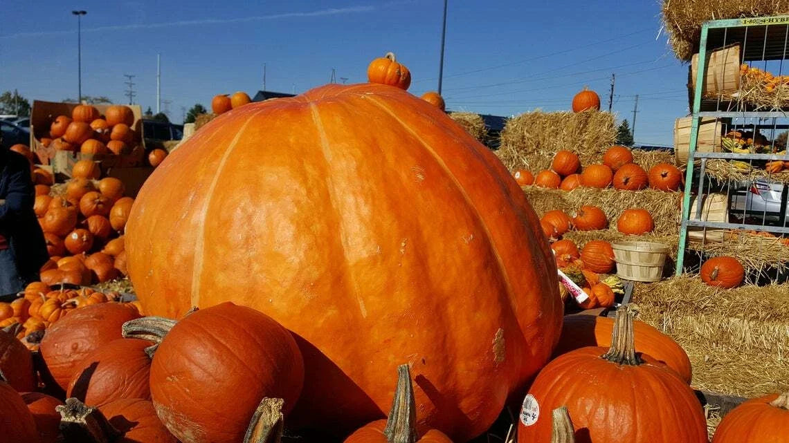 Atlantic Pumpkin Seeds 10 Pack Heirloom Cucurbita pepo for Growing Large Vibrant Pumpkins