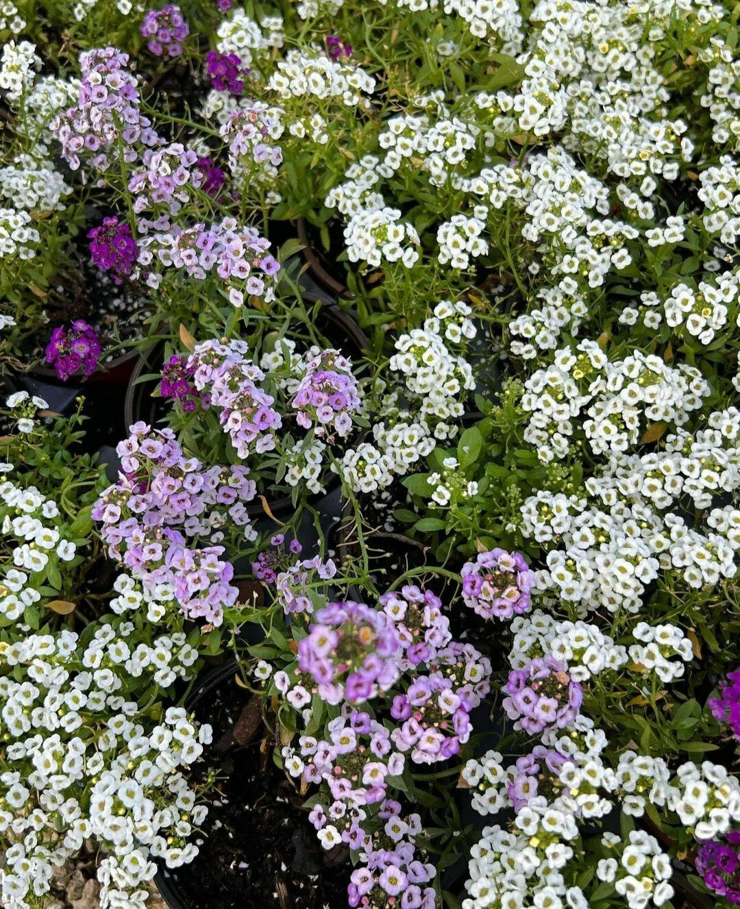 Sweet Alyssum Flower Seeds Color Mix - Lobularia maritima, Purple, White, Lilac, Annual, Garden Seeds