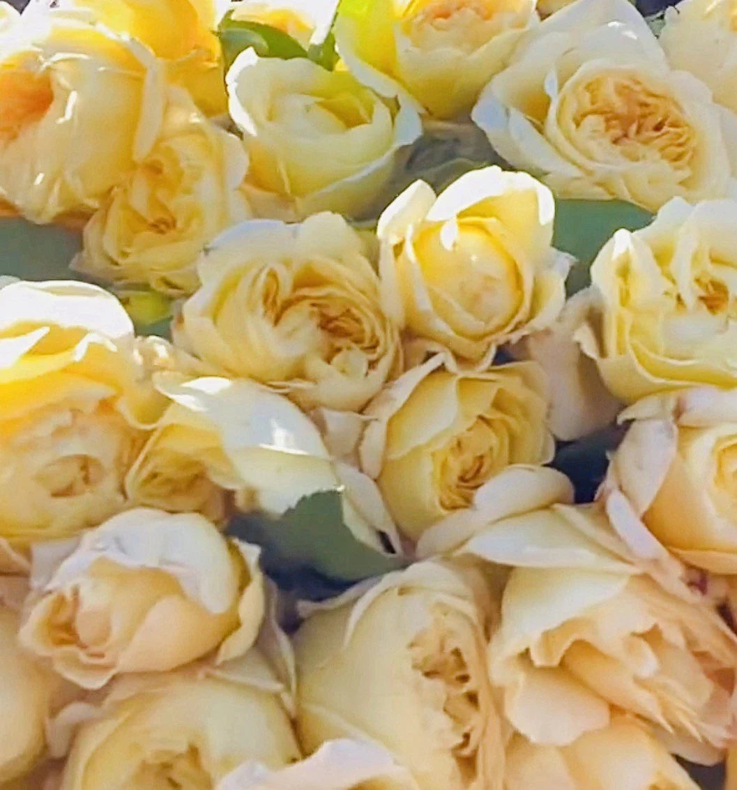 Moonlight Romantica Rose Plant Cuttings - 3 Unrooted 6" Rosa 'Moonlight Romantica' for Propagation & Floral Arrangements