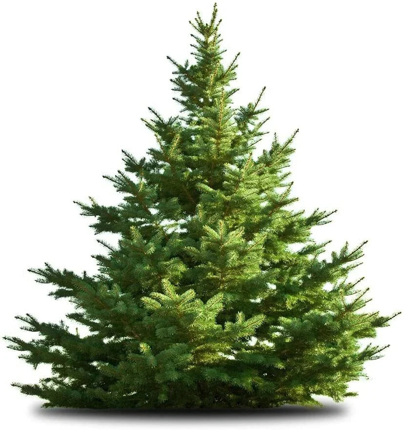 White Pine Tree Seeds - 50 Pack, Pinus strobus, Evergreen, Reforestation, Landscaping, Gardening Seeds