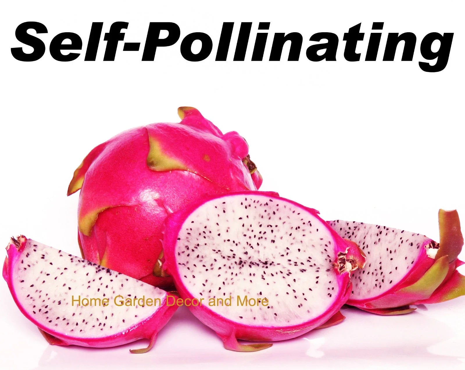 Dragon Fruit Cuttings - 4 Self-Pollinating White Flesh Pitaya - Hylocereus undatus - Cactus for Garden or Container
