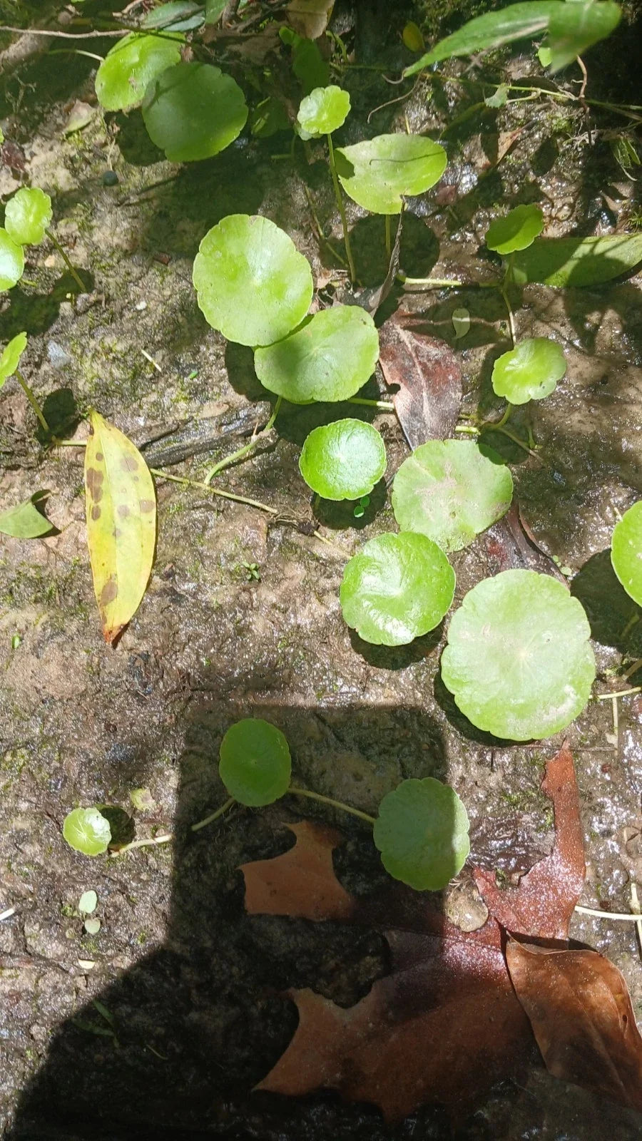 Whorled Pennywort Plant - Hydrocotyle verticillata - Native Southern Alabama Aquatic Plant for Ponds & Water Gardens