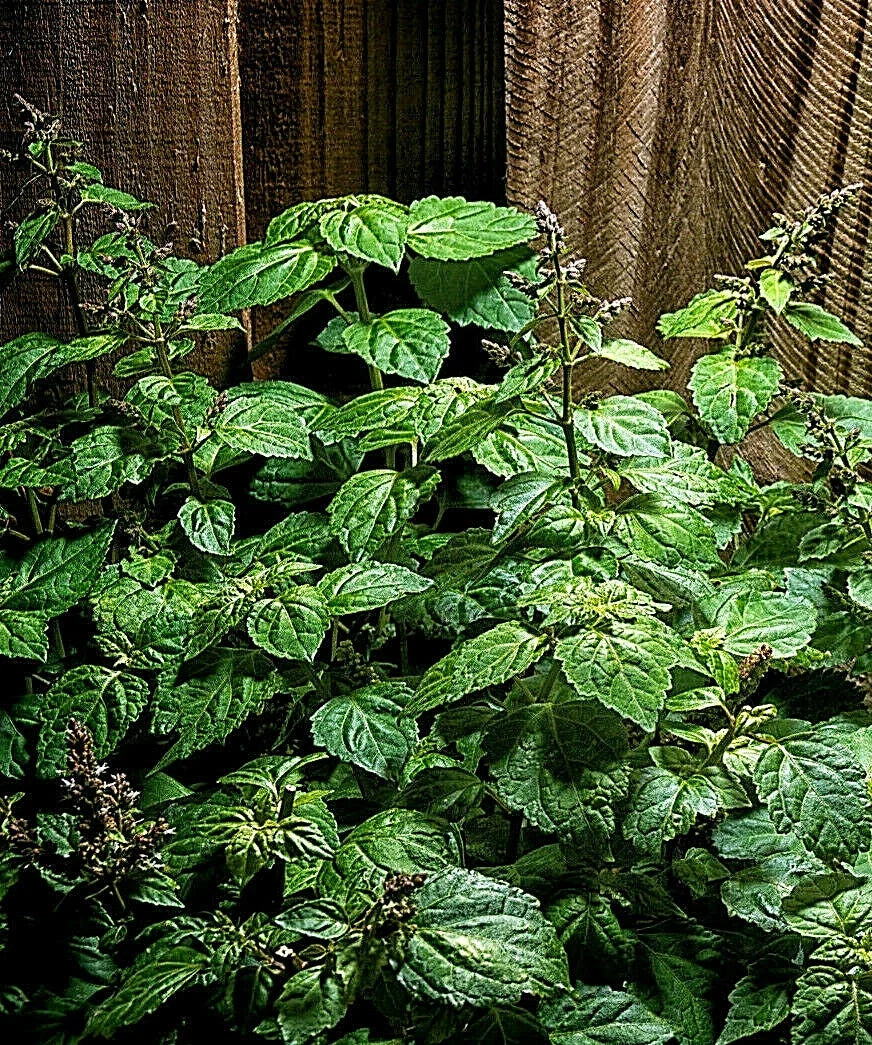 Patchouli Seeds - 30+ Pogostemon cablin Herb for Fragrance Oil Production, Aromatic Leaves, Indoor/Outdoor Cultivation