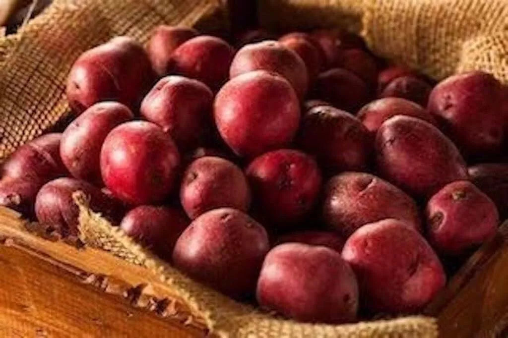 Red Pontiac Seed Potatoes for Planting, High Yield, Solanum tuberosum, Medium Size, Disease Resistant