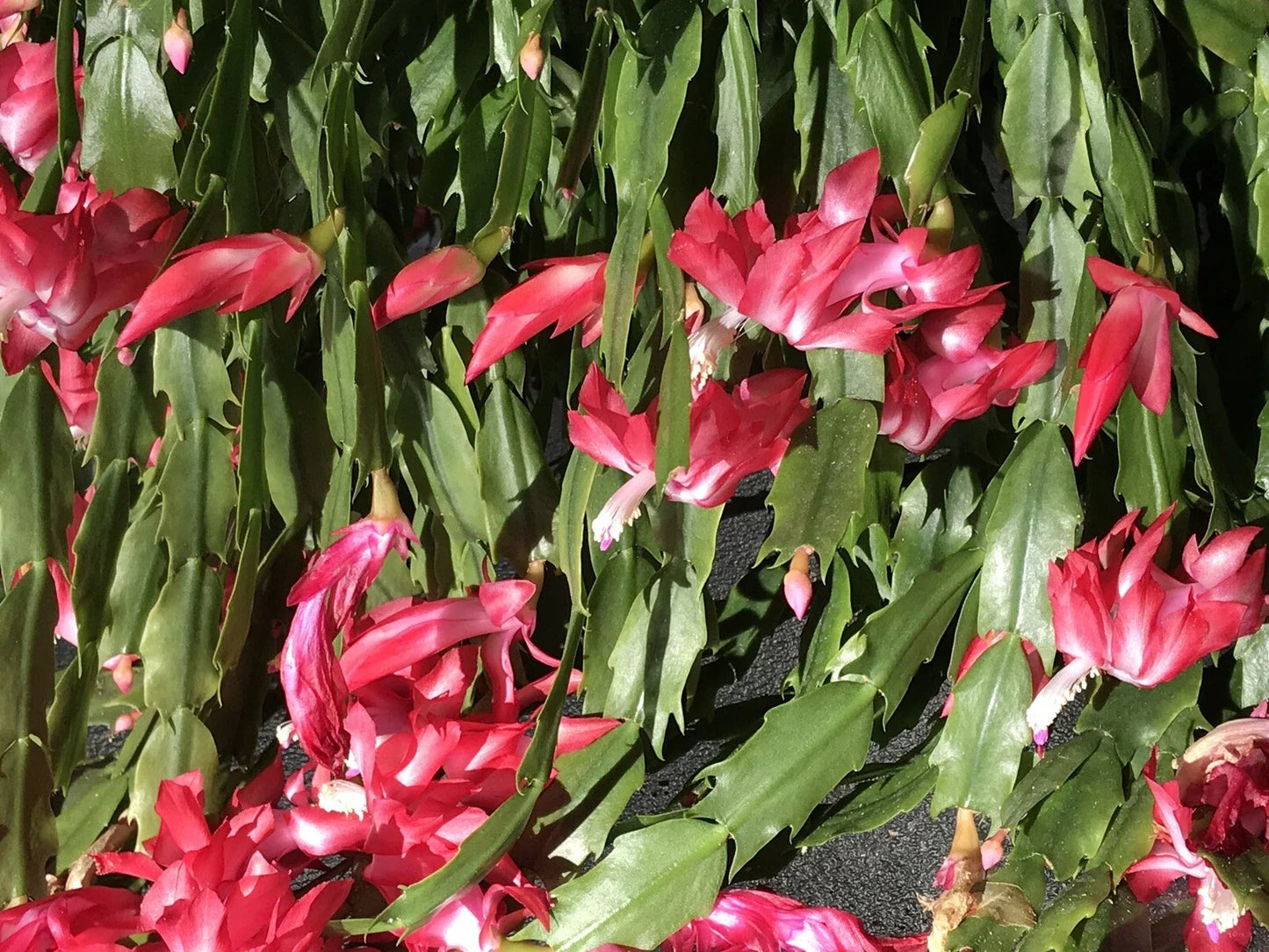 Christmas Cactus Cuttings - 6 Fresh Segments, Schlumbergera Buckleyi, Old Fashion Variety, Indoor Plant Propagation