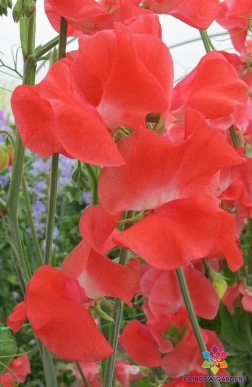 Edith Flanagan Sweet Pea Seeds - 50+ Pack, Fragrant, Climbing Annual, Lathyrus odoratus, Heirloom Garden Seeds