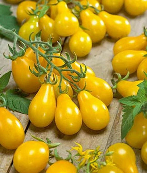 Small Yellow Pear Cherry Tomato Seeds | Heirloom Non-GMO Solanum lycopersicum | Compact Vine, Sweet & Juicy