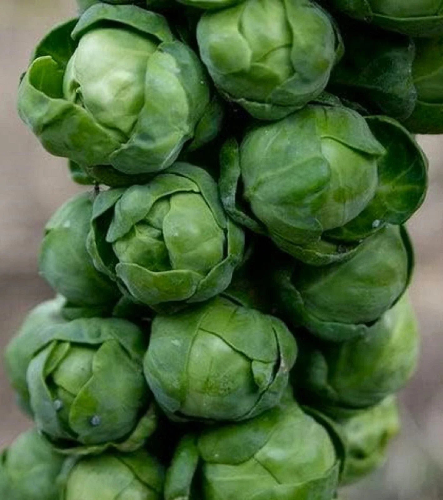 Brussels Sprout Seeds 200+ Non-GMO Long Island Variety for Home Gardeners - Brassica oleracea