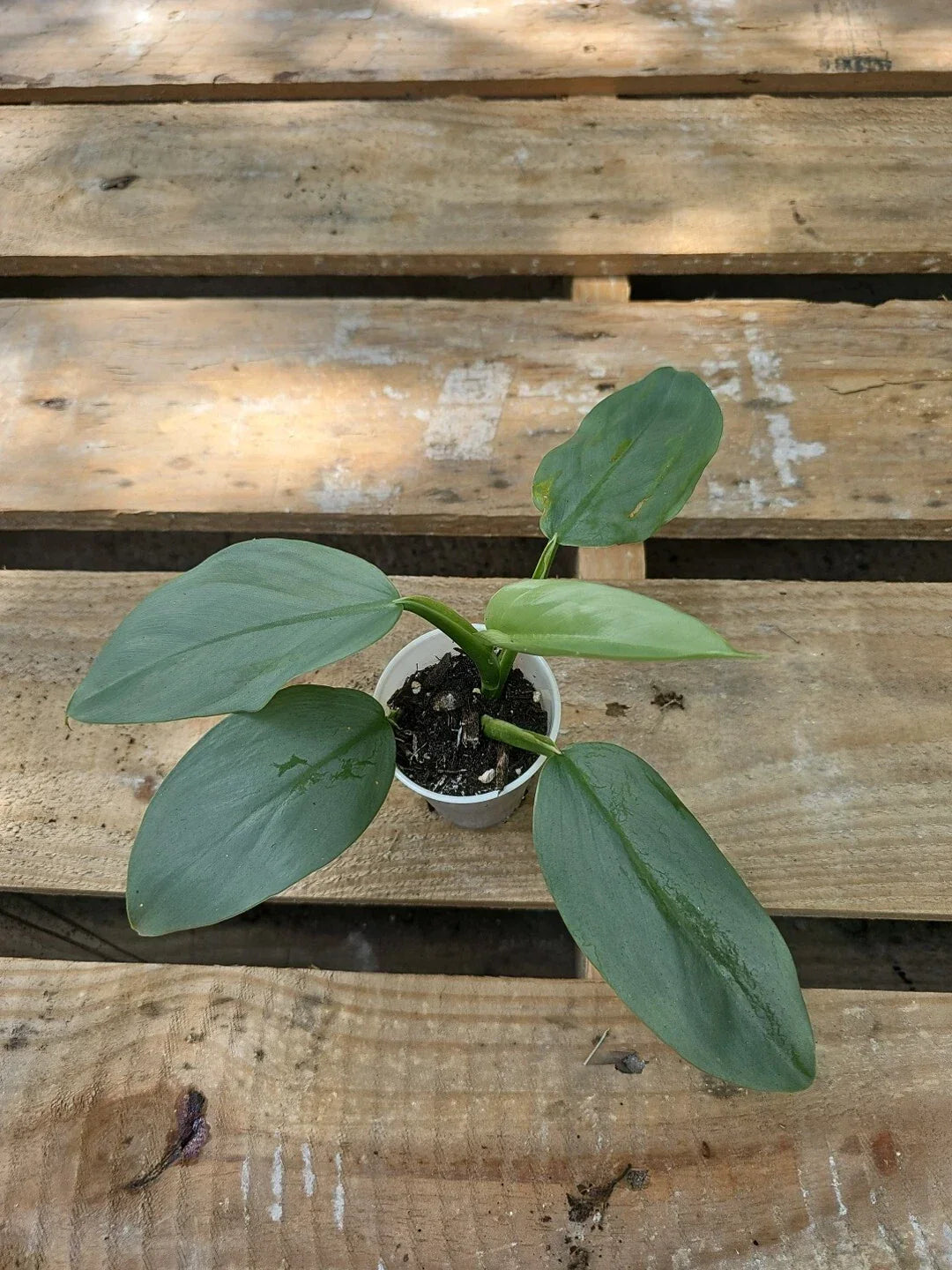 Philodendron Silver Sword 2.5" Pot - Philodendron hastatum Indoor Houseplant