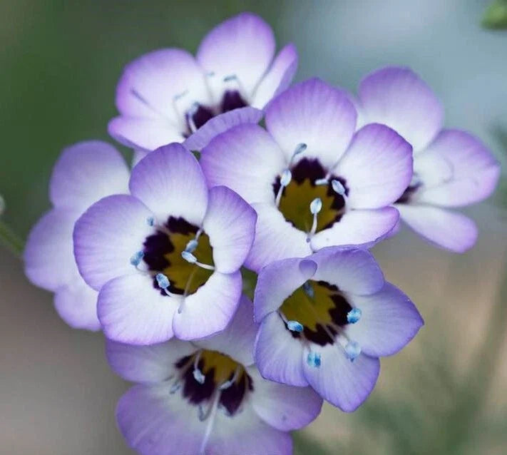 Bird's Eye Flower Seeds - 1000+ Wildflower Seeds for Drought-Tolerant Gardens - Gilia tricolor, Lavender Blooms, Annual Seeds