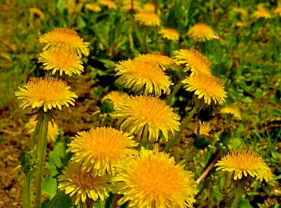 Dandelion Seeds 1000 Count - Yellow Daisy Herb, Easy to Grow, Taraxacum officinale, Wildflower, Garden, Edible Herb