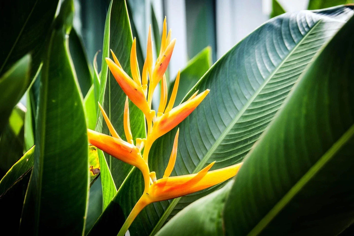 Gold Heliconia Seeds - Champneana Variety - Tropical Plant for Garden & Landscape - 10 Pack