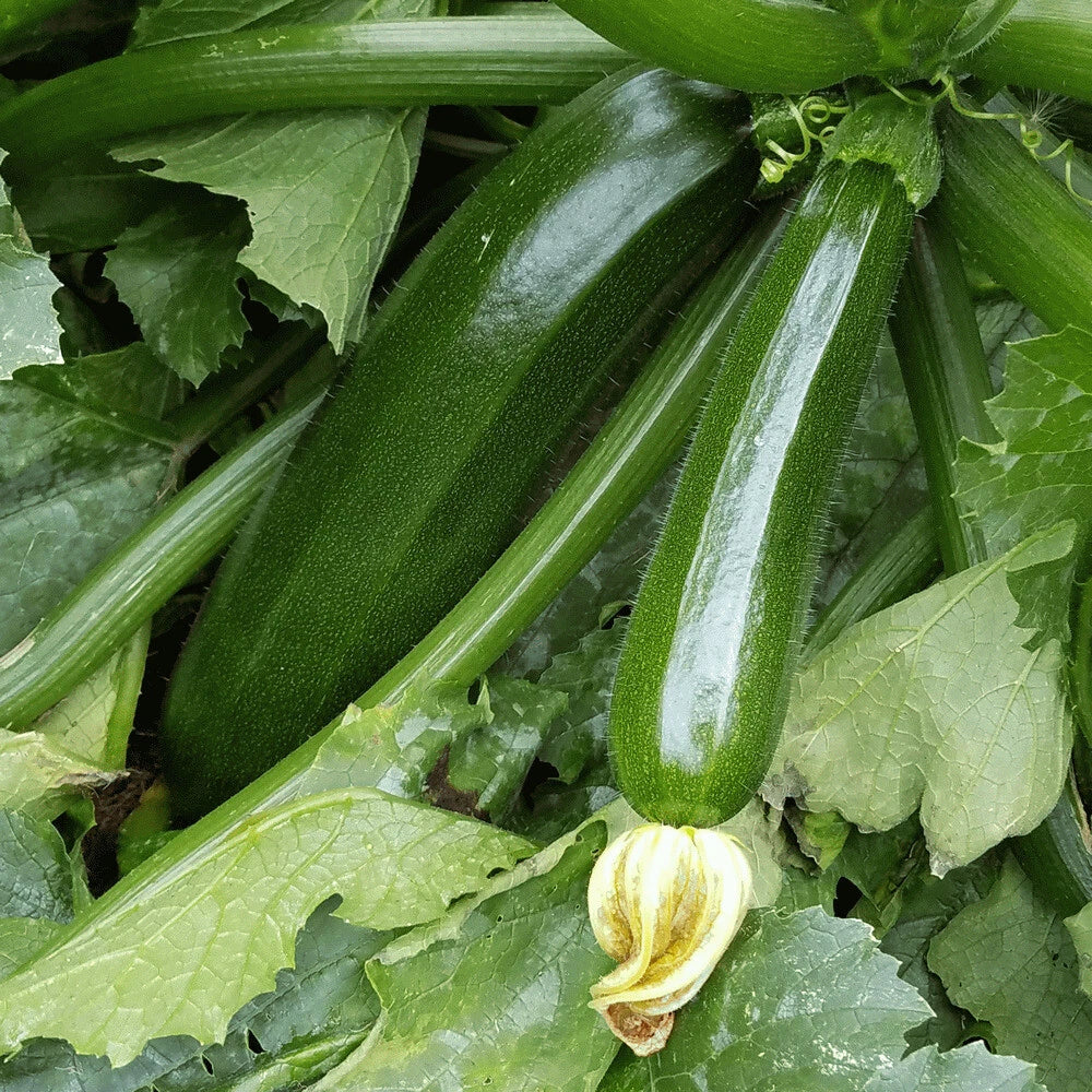 Dark Green Zucchini Squash Seeds 20 Ct Non-GMO - Cucurbita pepo - USA Seller