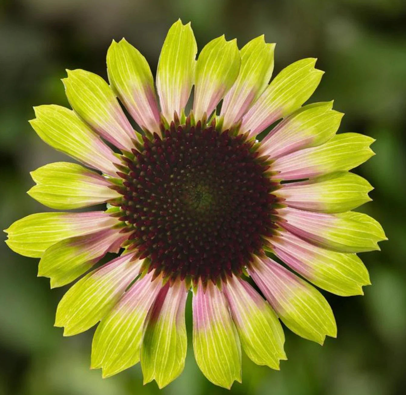 Echinacea purpurea Perennial Starter Plant – Prairie Blaze Vintage Lime Coneflower, Full Sun, Compact, Zone 3-9