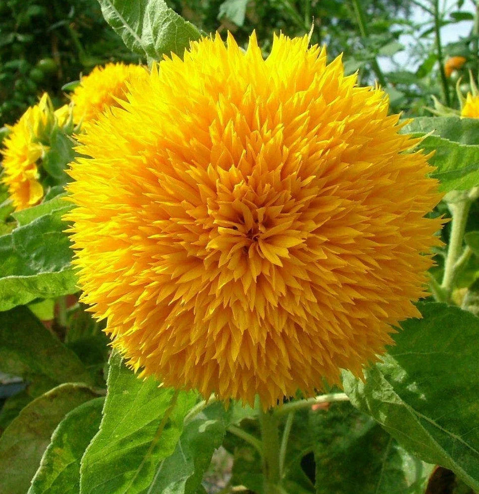 Teddy Bear Sunflower Seeds | Dwarf Helianthus annuus | Golden Yellow, Fluffy Blooms, Compact Growth, Garden & Container Plant
