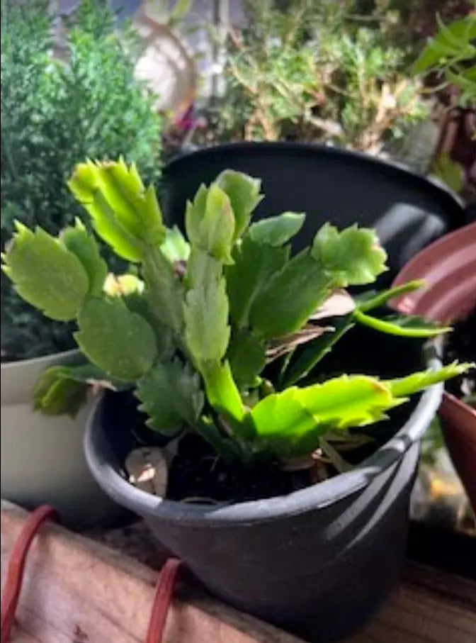 Thanksgiving/Christmas Cactus Live Plant in Pot - Schlumbergera spp. with Vibrant Pink Blooms
